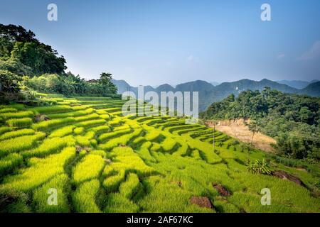 Blick auf den wunderschönen grünen Terrassen von Pu-Luong Kommune, Provinz Thanh Hoa, Vietnam Stockfoto