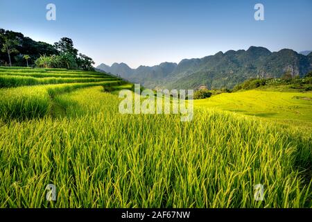 Blick auf den wunderschönen grünen Terrassen von Pu-Luong Kommune, Provinz Thanh Hoa, Vietnam Stockfoto