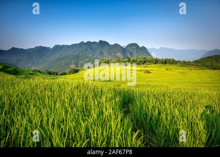 Blick auf den wunderschönen grünen Terrassen von Pu-Luong Kommune, Provinz Thanh Hoa, Vietnam Stockfoto