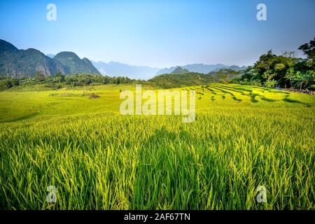 Blick auf den wunderschönen grünen Terrassen von Pu-Luong Kommune, Provinz Thanh Hoa, Vietnam Stockfoto