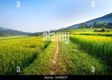 Blick auf den wunderschönen grünen Terrassen von Pu-Luong Kommune, Provinz Thanh Hoa, Vietnam Stockfoto