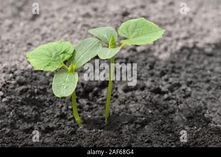 Nahaufnahme von jungen Pflanzen sprießen aus dem Boden. Stockfoto