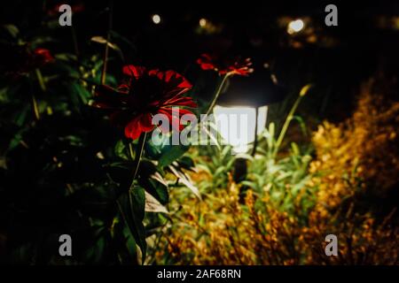 Laterne Nacht erstrahlt im Garten dunkel Stockfoto