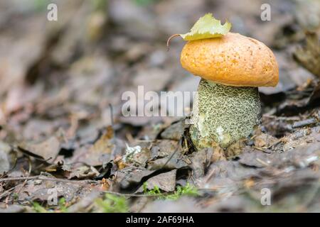 Orange-cap Boletus mushroom Stockfoto