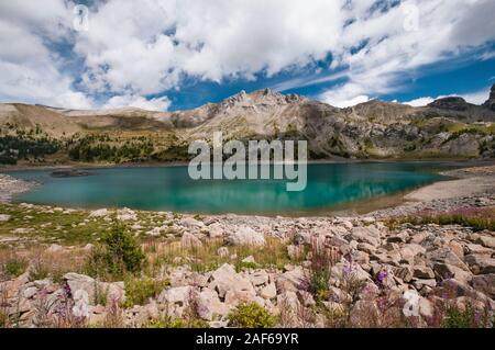 Sommer Blumen von Allos See, dem größten natürlichen See in Europa, Alpes-de-Haute-Provence (04), Nationalpark Mercantour, Frankreich. Stockfoto