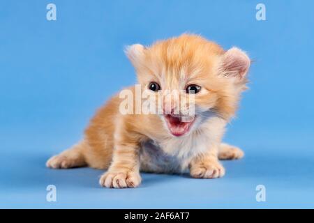 Breedcat American Curl (Felis silvestris catus), Lügen, Red Tabby, Junge, 5 Wochen, blauer Hintergrund, Österreich Stockfoto
