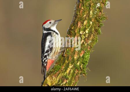 Mitte Buntspecht (Dendrocopus medius), auf Baumstamm, Nordrhein-Westfalen, Deutschland Stockfoto