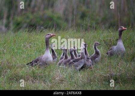 Graugans (Anser anser), Erwachsene mit jungen Tieren, Texel, Niederlande Stockfoto