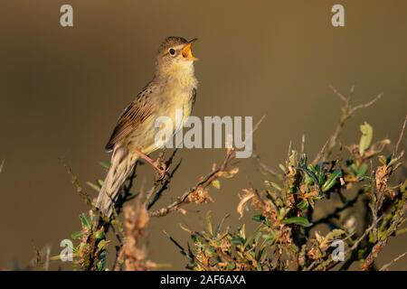 Gemeinsame Grasshopper Warbler (Locustella naevia), Berufung, Texel, Niederlande Stockfoto