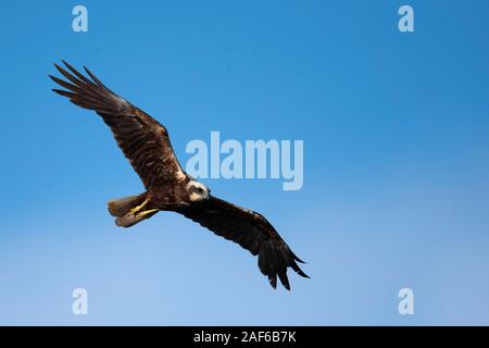 Western Sumpf - Harrier (Circus aeruginosus), Fliegende vor blauem Himmel, Texel, Niederlande Stockfoto