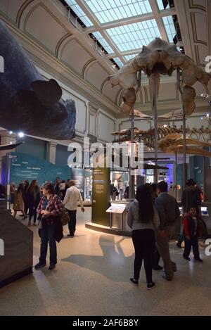 Besucher die Exponate der Smithsonian Museum of Natural History, einer der am meisten besuchten Museen in den Vereinigten Staaten. Stockfoto