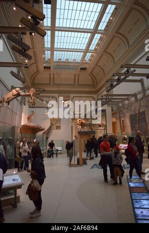 Besucher die Exponate der Smithsonian Museum of Natural History, einer der am meisten besuchten Museen in den Vereinigten Staaten. Stockfoto