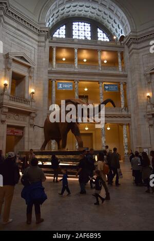 Besucher die Exponate der Smithsonian Museum of Natural History, einer der am meisten besuchten Museen in den Vereinigten Staaten. Stockfoto