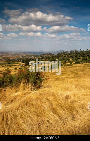 Äthiopien, Tigray, Axum (Aksum), Abalanicos, tef Ernte bereit zu Ernten in der Landwirtschaft Landschaft Stockfoto