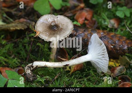 Hygrophorus olivaceoalbus, wie die Olive wachs Kappe bekannt, Pilze aus Finnland Stockfoto