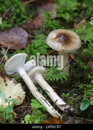 Hygrophorus olivaceoalbus, wie die Olive wachs Kappe, essbare Pilze aus Finnland bekannt Stockfoto