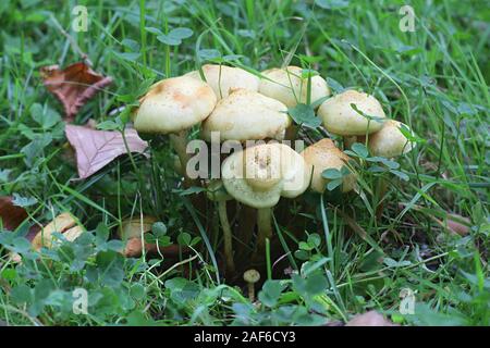 Pholiota Scalycap alnicola, wie Erle, wilde Pilze aus Finnland bekannt Stockfoto