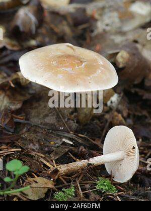 Hebeloma crustuliniforme, bekannt als Gift kreis- oder poisonpie, wilde giftige Pilze aus Finnland Stockfoto