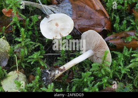 Hebeloma crustuliniforme, bekannt als Gift kreis- oder poisonpie, giftige Pilze aus Finnland Stockfoto