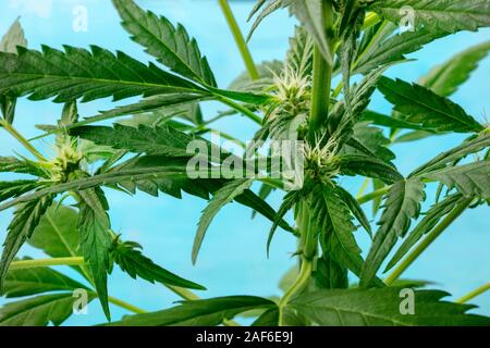 Cannabis Pflanze, fast bereit für die Ernte, mit weißen Narben und trichome Anfang zu erscheinen, Home wachsende Marihuana Stockfoto