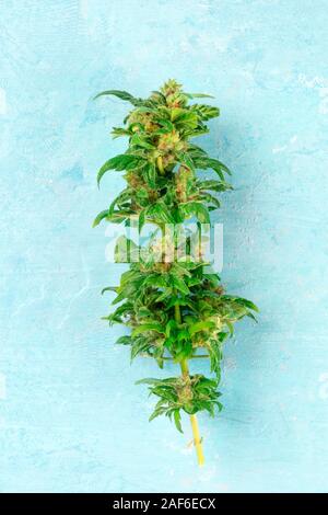 Geernteten cannabis Knospen mit Narben und trichome, Makro Nahaufnahme auf einem blauen Hintergrund Stockfoto