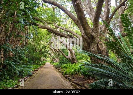 Auf den geraden Weg führt durch einen dichten Wald mit alten Bäumen und Farnen, Botanischen Garten Kirstenbosch, Kapstadt, Südafrika Stockfoto