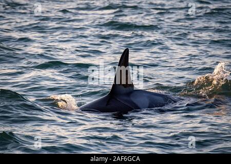 Orca Killer Whale in Mittelmeer Genua, Italien Stockfoto