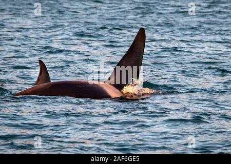 Orca Killer Whale in Mittelmeer Genua, Italien Stockfoto