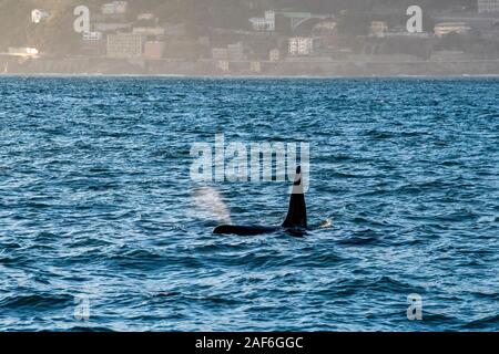 Orca Killer Whale in Mittelmeer Genua, Italien Stockfoto