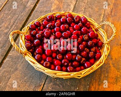 Korb mit frisch gepflückte Kirschen aus dem eigenen Garten. Stockfoto