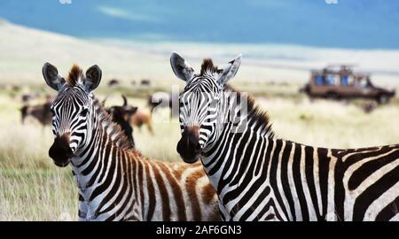 Porträt einer Masaai Strauß in der Serengeti Stockfoto