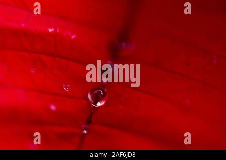 Makro auf Wassertropfen auf einem weihnachtsstern der Weihnachtsstern Stockfoto