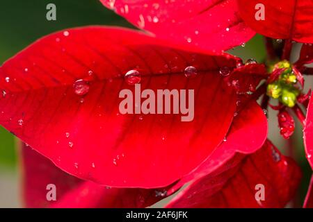 Makro auf Wassertropfen auf einem weihnachtsstern der Weihnachtsstern Stockfoto