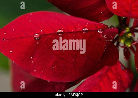 Makro auf Wassertropfen auf einem weihnachtsstern der Weihnachtsstern Stockfoto