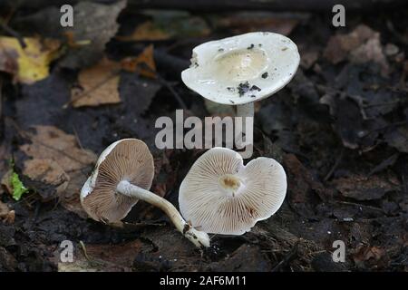 Hebeloma crustuliniforme, wie Gift pie oder Fee Kuchen bekannt, giftigen Pilze aus Finnland Stockfoto