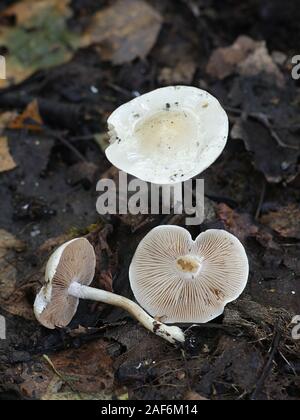 Hebeloma crustuliniforme, wie Gift pie oder Fee Kuchen bekannt, giftigen Pilze aus Finnland Stockfoto