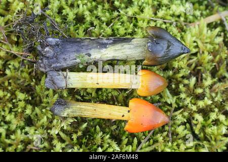 Hygrocybe conica, bekannt als die Schwärzung waxcap, Hexenhut, konische Wachs Kappe oder konische schleimigen Kappe, Pilze aus Finnland Stockfoto