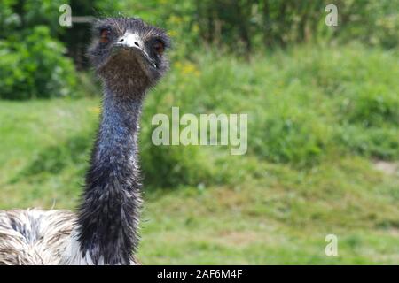 Dromaius novaehollandiae, Emus, die in der Gefangenschaft Stockfoto