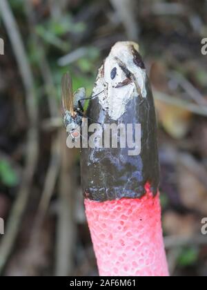 Mutinus ravenelii, als die rote Exemplar des Gemeinen Stinkmorchels bekannt, Pilze aus Finnland Stockfoto