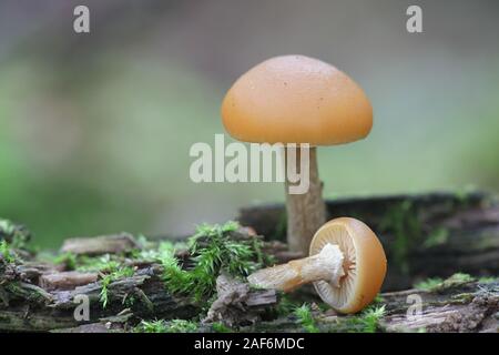 Galerina marginata, wie Beerdigung Bell bekannt, tödliche Skullcap oder tödliche Galerina, Tödlich giftige Pilze aus Finnland Stockfoto