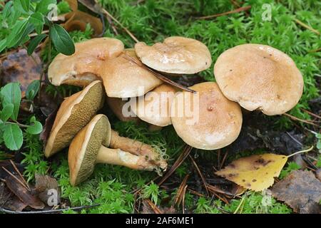 Suillus bovinus, bekannt als Kuh Pilz oder Rinder bolete, essbare Pilze aus Finnland Stockfoto