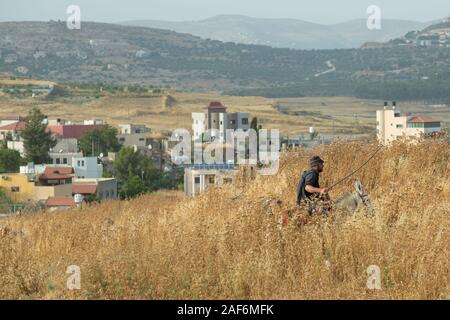 Palästinensischen Bewohner in einer steinigen Feld mit trockenen Unkraut und DISTELN fotografiert in der West Bank in der Nähe von gidi Kreuzung Palästina/Israel befallen Stockfoto