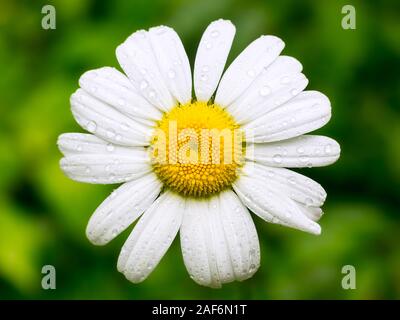 Schöne Daisy mit Tau aus, gegen einen grünen Hintergrund als Symbol der Liebe. Ich liebe Dich ein wenig, viel, leidenschaftlich. Stockfoto