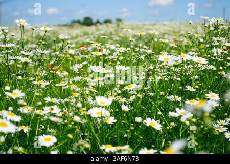 Sommer Wiese voller blühender Gänseblümchen Stockfoto
