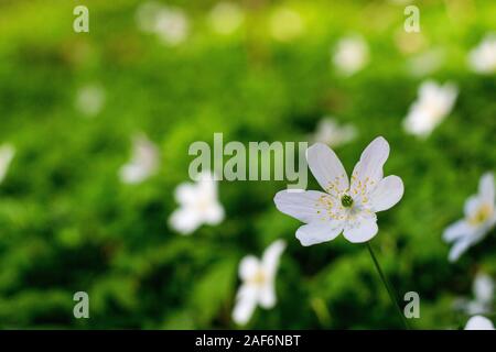 Frühjahrsblüte Der buschwindröschen Horizontale closeup Foto Stockfoto