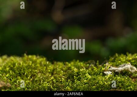 Grüne wald Hintergrund mit einem weißen Gabel moss leucobryum Stockfoto