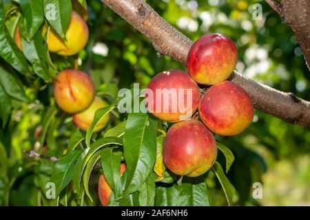 Sick zerknittert grüne Blätter und Nektarine Früchte im Garten auf Baum Nahaufnahme Makro. Pfirsichgarten Krankheit Konzept Stockfoto