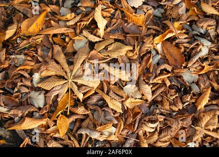 Herbst Teppich von Laub, saisonale braun und orange Hintergrund Stockfoto