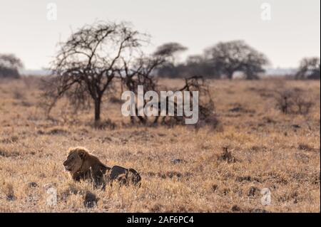 Eindruck eines männlichen Löwen - Panthera leo - auf den Ebenen der Etosha Nationalpark, Namibia ruht. Fangen Sie die Morgensonne. Stockfoto