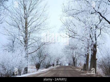 Winter Straße zwischen Bäumen in Europa, Kaliningrad, Russland Stockfoto